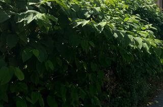 Grundstück zu kaufen in 09125 Erfenschlag, Attraktives, gut geschnittenes Baugrundstück für Ihre Traumimmobilie.