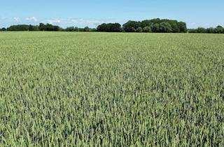 Gewerbeimmobilie kaufen in 23968 Hohenkirchen, ca. 20 ha super Ackerland in einem Stück in Klützer Winkel