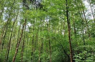 Immobilie kaufen in 32756 Detmold, Waldfläche in Detmold