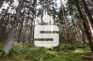 Gewerbeimmobilie kaufen in 92536 Pfreimd, Waldgrundstück -gute Zufahrtsmöglichkeit-