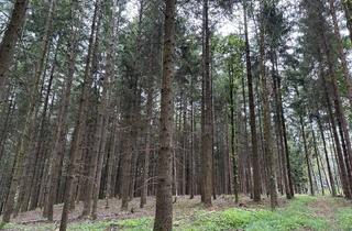 Gewerbeimmobilie kaufen in 84385 Egglham, Dipl.-Immowirt MAIER !! ZUKUNFTSWALD - schöne WALD-Grundstücke - beste Zufahrtsmöglichkeit !!