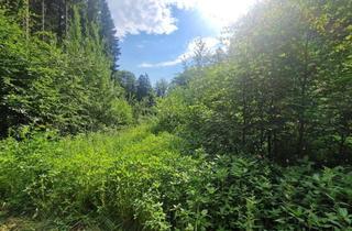 Gewerbeimmobilie kaufen in 93464 Tiefenbach, Waldgrundstück zu verkaufen