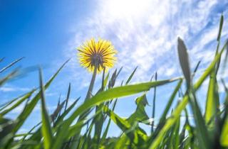 Grundstück zu kaufen in 40668 Meerbusch, Meerbusch - Zentrales Baugrundstück in Meerbusch