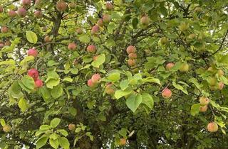 Wohnung mieten in Bodenseering 56, 95445 Roter Hügel, Ideal für Single, Pärchen und Hundebesitzer, 2 Z. EG