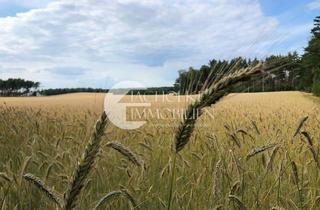 Immobilie kaufen in 29410 Salzwedel, Ca. 24,5 ha ertragsstarkes Ackerland im Gebotsverfahren – Gesamtfläche rund 43 ha