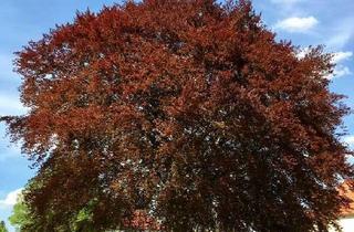 Wohnung mieten in Arcostr. 64, 15831 Blankenfelde-Mahlow, 3-Zimmer mit Balkon und EBK in der Arcostr. 15831 Mahlow Waldblick
