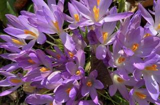 Villa kaufen in 70839 Gerlingen, Exclusive und schöne, grosse Villa nahe Schloss Solitude