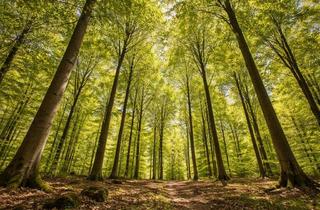 Gewerbeimmobilie kaufen in 32457 Porta Westfalica, NATUR PUR! WALDGRUNDSTÜCK MIT BUCHENBESTAND - IDEAL ALS AUSGLEICHSFLÄCHE ODER SACHWERTANLAGE