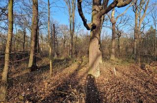 Grundstück zu kaufen in Allee St. Exupéry 36, 13405 Reinickendorf, Spekulationsrosine-Waldfläche mit Potential- Tegeler Forst Berlin