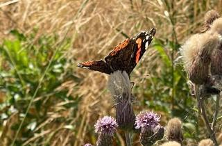Bauernhaus kaufen in 56357 Holzhausen, Holzhausen an der Haide - Liebhaberobjekt: uralter Fachwerk Bauernhof auf 1800m2