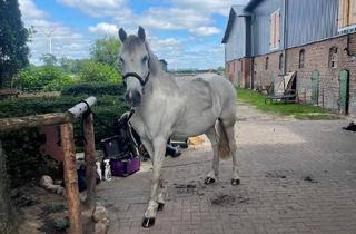 Haus kaufen in 25557 Hanerau-Hademarschen, Hanerau-Hademarschen - Charmanter Resthof, ideal für Pferdehaltung