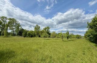 Grundstück zu kaufen in Bischdorfer Hauptstraße, 03222 Lübbenau, Wiesenland und Mischwald mit Potenzial zu verkaufen!