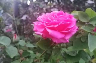 Haus kaufen in 76879 Knittelsheim, Willkommen in Ihrem neuen Zuhause in Knittelsheim