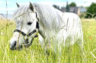 Gewerbeimmobilie kaufen in 79713 Bad Säckingen, Attraktive Reitanlage an der schweizer Grenze mit vielfältigen Nutzungsmöglichkeiten