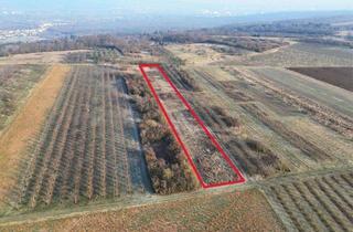 Anlageobjekt in 55262 Heidesheim, Zwei Grundstücke zur landwirtschaftlichen Nutzung in Heidesheim