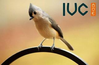 Haus kaufen in Neue Gasse, 89431 Bächingen, EARLY BIRD - Die eigenen vier Wände - DHH mit Potenzial