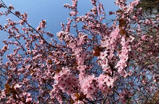 Grundstück zu kaufen in 04552 Borna, Drei neue Baugrundstücke in Borna!