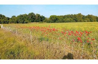Haus kaufen in 03238 Finsterwalde, Finsterwalde - Massive Baukonstruktion mit großem Grundstück in ruhiger lage