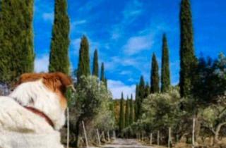 Bauernhaus kaufen in 55411 Bingen, Bingen am Rhein - schönes Bauernhaus in der Toskana