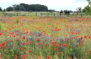 Grundstück zu kaufen in 16727 Oberkrämer, WOHNEN, WO BRANDENBURG SEINE SCHÖNSTE SEITE ZEIGT - VOLLERSCHLOSSENES BAUGRUNDSTÜCK IN SCHWANTE