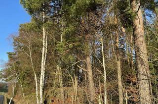 Gewerbeimmobilie kaufen in 95643 Tirschenreuth, Waldgrundstück mit Kiefernbestand nahe Tirschenreuth