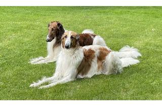 Wohnung mieten in Taubenhüller Weg 00, 82319 Starnberg, Ein-Zimmer-Wohnung - zweihundertsiebzig - 270 Euro Warmmiete, fallweise Hundebetreuung