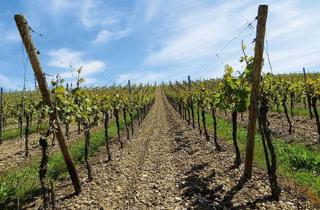 Gewerbeimmobilie kaufen in Flur 38, Flurstück 39, 56856 Zell, Weinberg im Moseltal