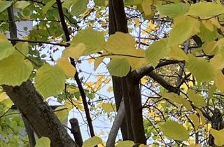 Grundstück zu kaufen in Hohle Str. 19a, 58091 Eilpe, Wohnen statt träumen – Der einfache Weg zum Eigenheim! Baugrundstück in Hagen!