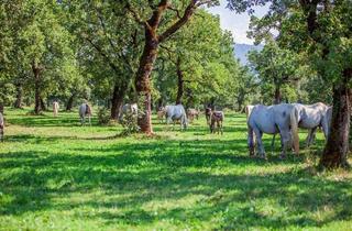 Bauernhaus kaufen in 57610 Altenkirchen, Altenkirchen (Westerwald) - Nähe Altenkirchen in ruhiger Lage: Kernsaniertes Backsteinhaus mit Nebengebäuden und ca. 8 ha Eigenland, ideal zur Pferde- und Tierhaltung!