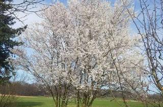 Anlageobjekt in 64289 Kranichstein, Wunderschönes Freizeitgelände/Grünland, eingezäunt mit Brunnen ohne Strom