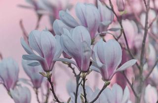 Grundstück zu kaufen in 48341 Altenberge, Damit es kein Traum bleibt-Baugrundstück gesucht