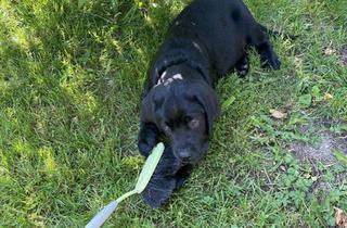 Haus kaufen in 09232 Hartmannsdorf, ENDLICH PLATZ FÜR DEN FAMILIENHUND - IN IHREM NEUEN HAUS MIT GARTEN! TEL.: 01714863595