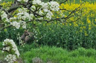 Wohnung mieten in 24107 Ottendorf, Wohnen mit traumhaftem Ausblick