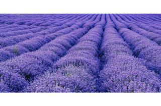 Einfamilienhaus kaufen in 55543 Bad Kreuznach, Bad Kreuznach - Provisionsfrei: Einfamilienhaus auf tollem sonnigen Grundstück