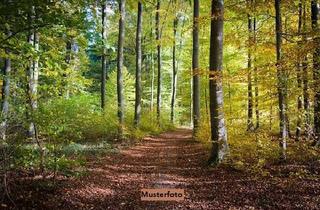 Grundstück zu kaufen in Am Steinberge, 99428 Weimar, Idyllisches Waldgrundstück mit praktischem Lagerschuppen - Natur pur