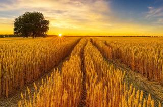 Grundstück zu kaufen in 93359 Wildenberg, wertvolle Ackerfläche 6,16 ha bei Wildenberg