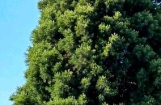 Haus kaufen in 39221 Welsleben, Bördeland - Du suchst ein Haus zum Wohnen und Arbeiten? Eine Oase der Ruhe