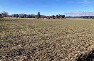 Gewerbeimmobilie kaufen in 82272 Moorenweis, Ackerfläche mit ca. 2 Hektar!