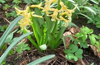 Grundstück zu kaufen in 14943 Luckenwalde, Perfekter Frühlingsanfang im eigenen Garten (Freizeitgrundstück)