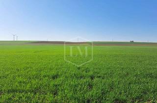 Immobilie kaufen in 53909 Zülpich, Ackerland in Zülpich