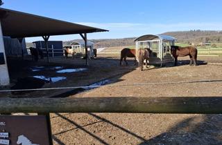 Immobilie kaufen in 71737 Kirchberg, REITERHOF mit 2 Wohnungen und Agrarland zu veräußern