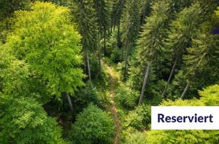 Immobilie kaufen in 54616 Winterspelt, Waldgrundstücke in naturnaher Lage – Winterspelt