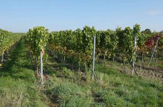 Gewerbeimmobilie kaufen in 67157 Wachenheim, Ein kleiner Weinberg in guter Lage, langfristig verpachtet. Wachenheim!