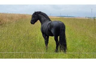 Haus kaufen in 37136 Ebergötzen, Ebergötzen - Idyllisch gelegener Reiterhof von Privat zu verkaufen