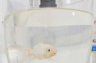 Wohnung kaufen in 78194 Immendingen, Wohnen mit Raum, Licht und Perspektive!