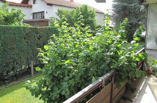 Wohnung mieten in 64546 Mörfelden-Walldorf, Top 1 Zimmer mit Balkon in Walldorf