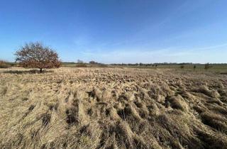 Grundstück zu kaufen in 17179 Gnoien, Dorfrandlage mit Südausrichtung