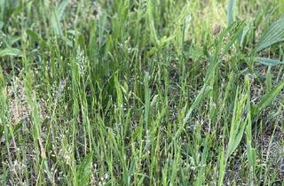 Grundstück zu kaufen in 90765 Stadeln, Projektiertes Grundstück - ideal für Eigennutzer & Kapitalanleger (provisionsfrei)