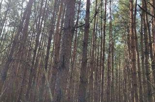 Gewerbeimmobilie kaufen in 16845 Neustadt, Ca. 95,7 ha Grundbesitz zwischen Amt Friesack und Neustadt (Dosse)