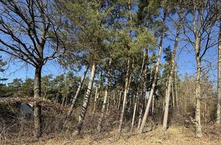 Grundstück zu kaufen in 29456 Hitzacker, Naturnahes Waldgrundstück Mitten im Grünen